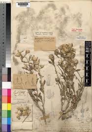 Image result for Leucosphaera bainesii