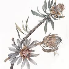 Image result for Protea angolensis