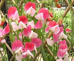 Sweet Pea Flowers How To Grow Sweet Peas From Seed Gardener S Supply Growing Sweet Peas Sweet Pea Seeds Pea Flower