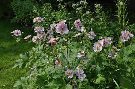 Anemone Hupehensis Ouverture Herbstanemone Staudengarten Stauden