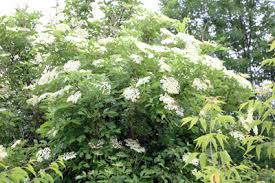 Bluhende Baume Und Straucher Fur Den Garten Gartendialog De