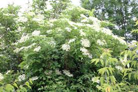 Im mai zeigt der strauch seine weißen, duftenden blüten, im herbst verfärben sich die blätter wunderschön. Bluhende Baume Und Straucher Fur Den Garten Gartendialog De