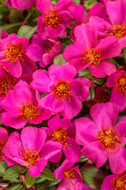 Image result for Portulaca oleracea