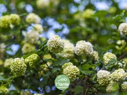 I fiori a forma di cuore della dicentra non lasciano indifferenti chi ha la fortuna di osservarli. Palla Di Neve O Pallon Di Maggio Ecco Lo Scenografico Viburnum Opulus Roseum