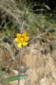 Image result for Pollichia