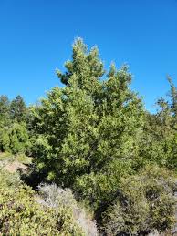 Image result for Acacia melanoxylon