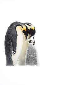 So do not forget to add our site to your favorites and tell your friends about it. Slideshow 2021 Bird Photographer Of The Year Finalists Digital Photography Review