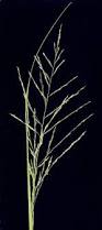 Image result for Eragrostis patentipilosa