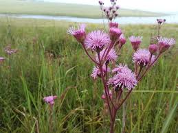 Image result for Campuloclinium macrocephalum