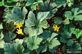 Image result for Cucurbita