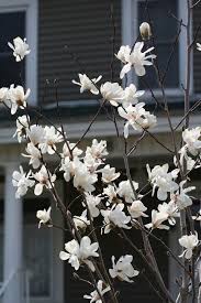 Maybe you would like to learn more about one of these? Plant Profile Magnolias For Minnesota