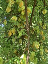 Check out our star fruit tree selection for the very best in unique or custom, handmade pieces from our fruits & vegetables shops. Star Fruit Tree Is Loaded Gardening