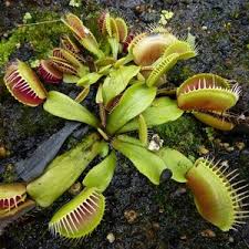 Venus flytraps need plenty of light. Dionaea Muscipula Venus Flytrap 10 Seeds Onszaden