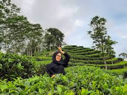 Hal tersebut dibuktikan dengan banyak nya hotel di sekitar wilayah kebun teh taraju ini. 10 Tempat Wisata Kebun Teh Di Indonesia Untuk Akhir Pekan Yang Menenangkan