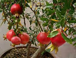 Tanam buah dalam pot adalah solusi terbaik bagi yang ingin membudidayakan buah namun kekurangan lahan. 10 Jenis Tanaman Buah Dalam Pot Yang Cepat Berbuah