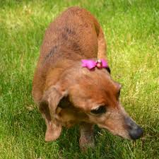 Use some bow gel on. Top Knot Dog Bow Tutorial Bow Making Tutorials How To Make Hair Bows Bowdabra Blog