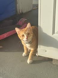 Image result for Emilia jeffreyana