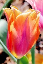 Pin By Ciri Garcia On Flowers Flowers Spring Tulips Pretty Flowers