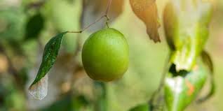 Khasiat daun bidara dan tips membuat teh daun bidara channel taktik techno, channelnya tutorial & dunia gadget, chanel. Multifungsi Ini Manfaat Daun Bidara Untuk Kecantikan Kulit