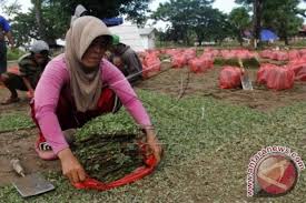 Pusat penjualan rumput secara online aman dan 100% bergaransi. Produksi Rumput Gajah Mini Antara News Makassar