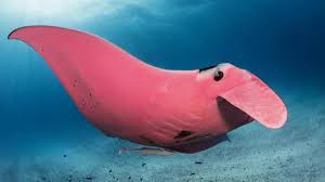 Flat icons with sea creatures and symbols. Pink Manta Ray Spotted On Great Barrier Reef Baffles Scientists 7news