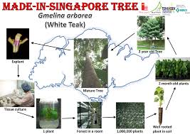 Began planting gmelina in the early 1990s and currently has 14,000 ha of plantations. Trees For Tomorrow Forests For Life Forestsforlife