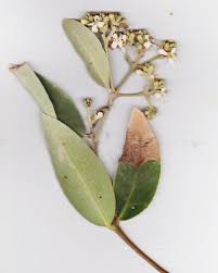 Image result for Avicenniaceae