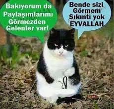 Nazife Senoglu Adli Kullanicinin Tebessum Komik Panosundaki Pin Kedi Komik Resimler Komik Capsler