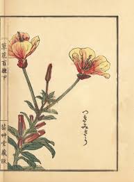 Image result for Oenothera tetraptera