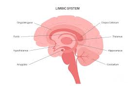 Image result for Limbic System