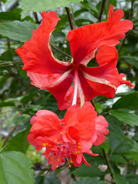 Image result for Hibiscus torrei