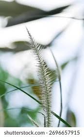 Image result for Perotis