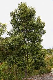 Image result for Curtisia dentata