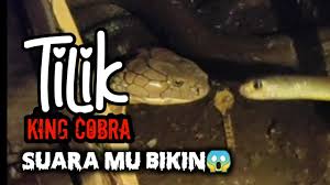 Ular cobra yang paling berbisa abang bomba tangkap. Suara Ular Tedung Selar King Kobra Menakutkan Youtube