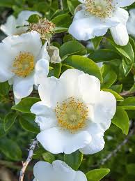 Image result for Rosa laevigata
