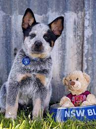 It is also the only mascot that is not costumed. State Of Origin 2020 Nsw Blues Unveils Mascot Bruce The Blue Heeler Daily Telegraph