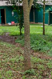 Image result for Zanthoxylum gilletii