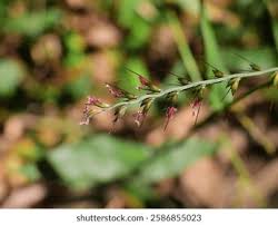 Image result for Oplismenus compositus