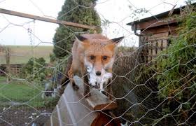 Pour parquer les poules et canards et les proteger des animaux sauvages comme le renard par exemple les filets a en general une poule est tuee soit par un renard soit par une fouine soit par une belette soit par un putois soit par filet et grillage comment proteger les poules dans mon jardin. Comment Proteger Ses Poules Du Renard
