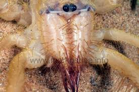Although rare, these bites can lead to serious tissue damage that can take more than a month. Mark O Shea The Official Website