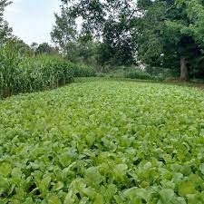Our Sweet Northwoods Whitetails Inc Food Plot Seed Facebook