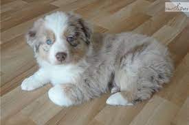 Dog Stomach Gurgling Does My Pup Have A Tummy Upset Shepherd Puppies Australian Shepherd Dogs Australian Shepherd Puppy