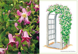 We did not find results for: A Clematis For Every Garden Garden Gate