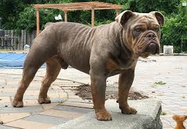 French dogs are just the cutest dogs you will ever see. English Bulldog Puppies For Sale California English Bulldog Puppies