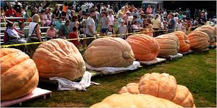 Image result for giant pumpkin