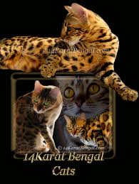 We strive to produce kittens with flashy coat, beautiful spotted patterns, and wild type/look. Bengal Kittens Bengal Cats Of 14karat Bengal Cat Cattery Arizona Bengal Kittens Available 14karatbengal Q Com