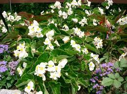 How To Keep The Begonia Dragon Wing Well Cared For Gardening On