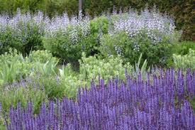 'carolina moonlight' is a vigorous cross between. Lurie Garden Journal What S Blooming Dream Garden Front Garden Path Perennial Grasses
