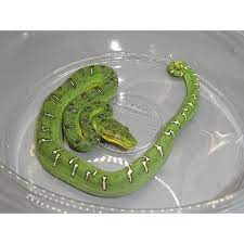 Emerald Tree Boas For Sale Big Apple Pet Supply