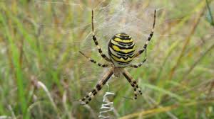 Check out amazing housespider artwork on deviantart. Wasp Spider London Wildlife Trust